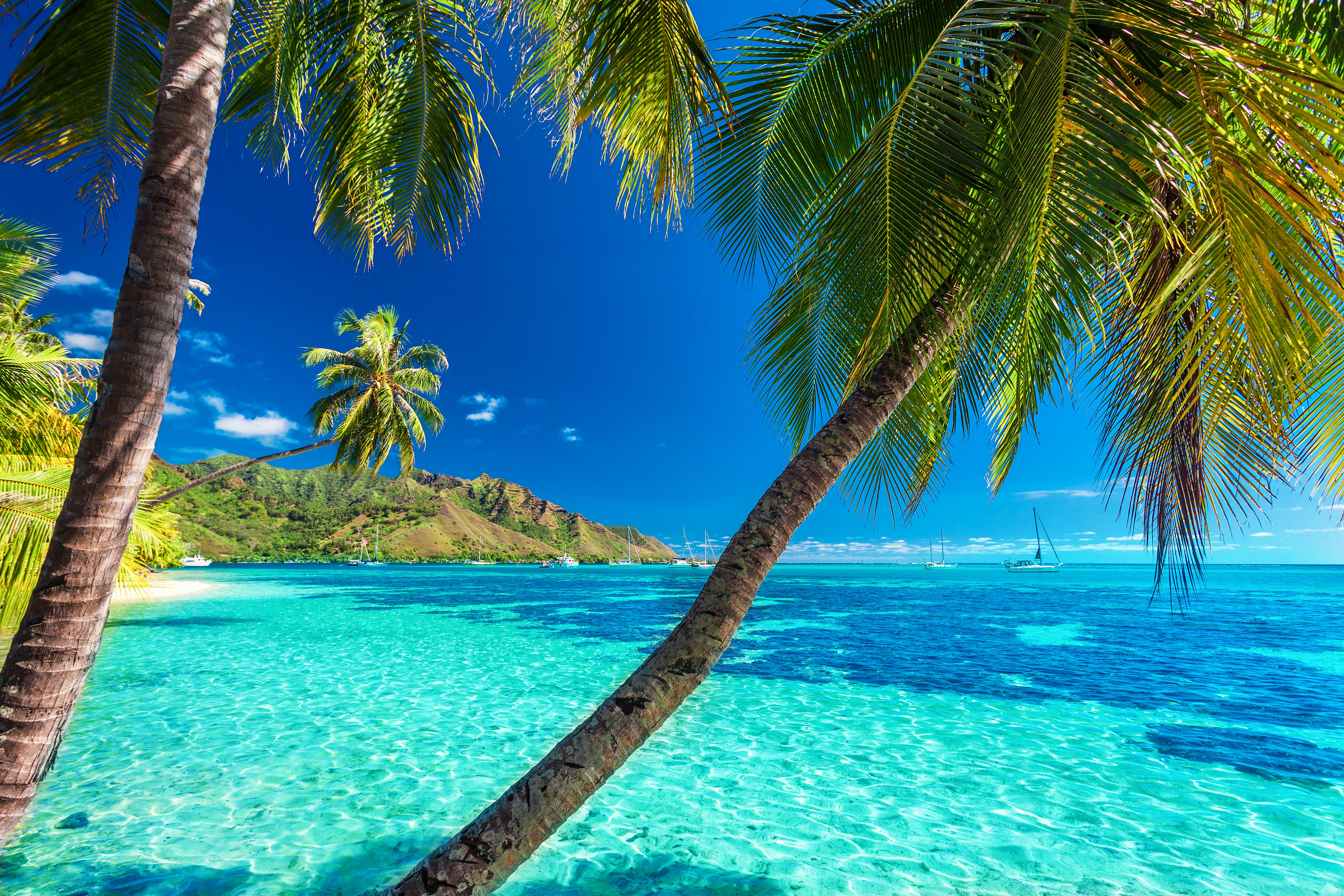 French Polynesia, palm trees on the beach